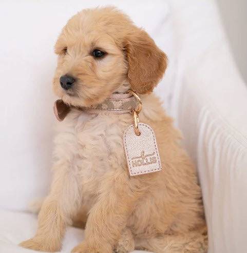 Leash and Collar - Southern Belle Boutique