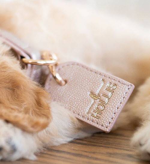 Leash and Collar - Southern Belle Boutique